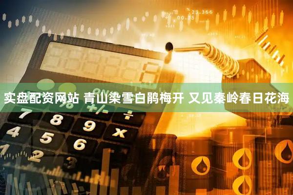 实盘配资网站 青山染雪白鹃梅开 又见秦岭春日花海